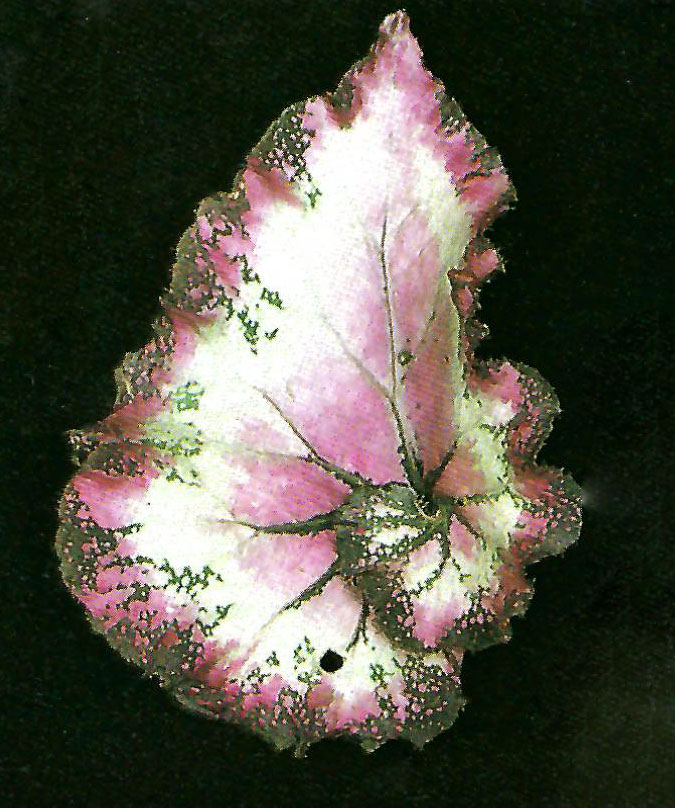 B. ‘Deep River’